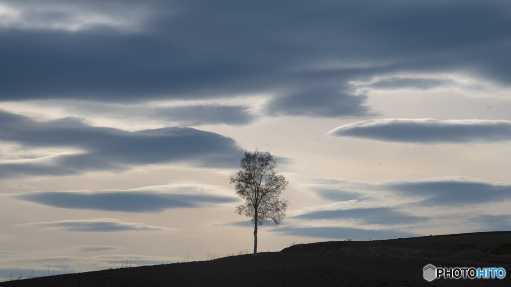 丘の木と雲