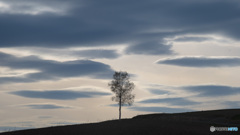 丘の木と雲
