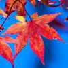 終秋の紅葉、２