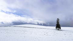 クリスマスツリーの木周辺の初雪。 