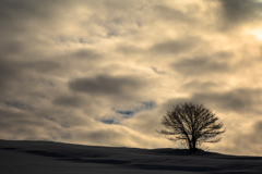 雪の丘の上、一本の木。