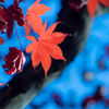 終秋の紅葉、4
