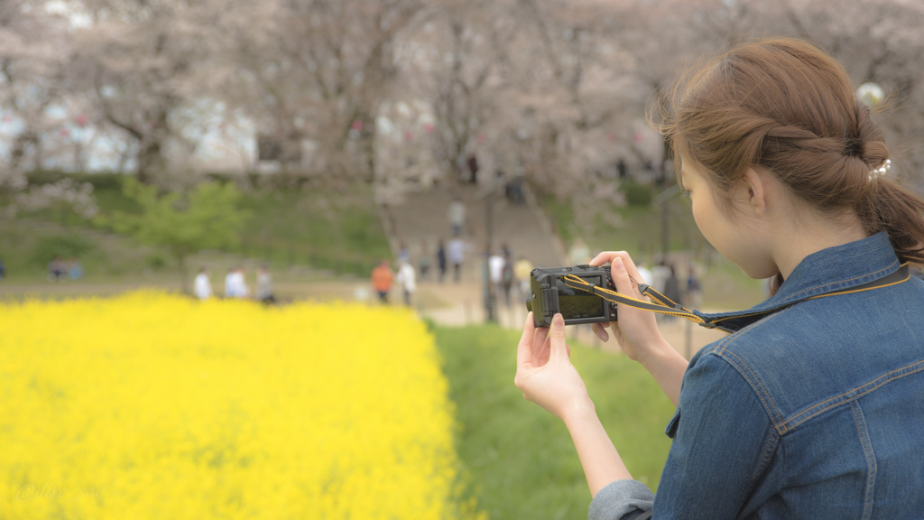 桜と菜の花を