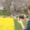 桜と菜の花を