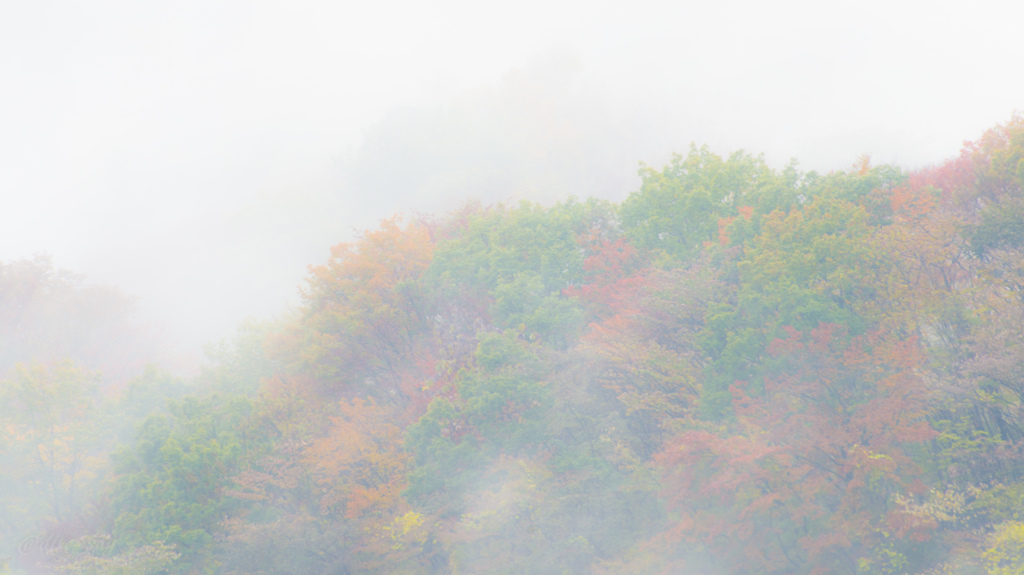 霧の中の紅葉