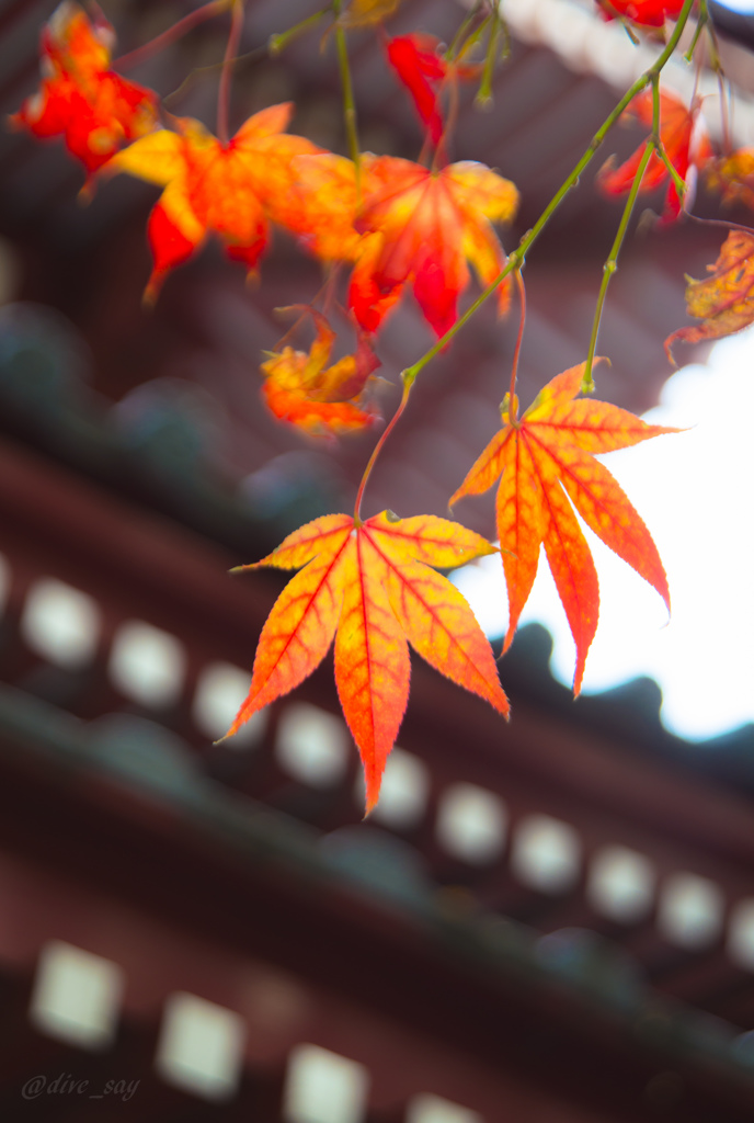 本土寺のモミジ3