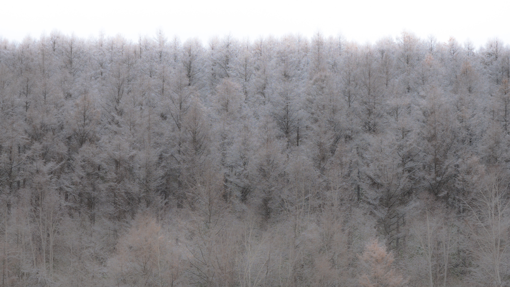 着雪の木々。