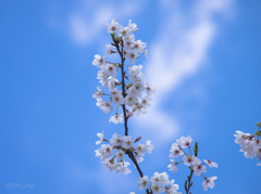 桜と空