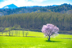 上御料の一本桜。