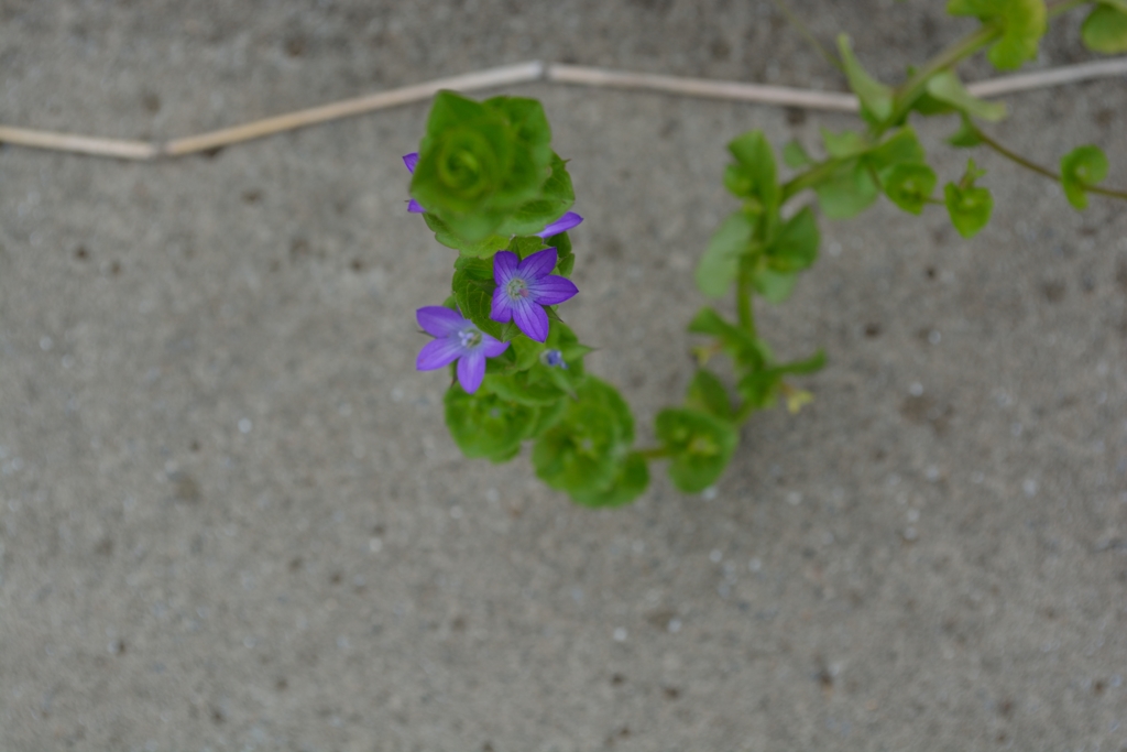 お花の名前がわからなすぎてムズムズする