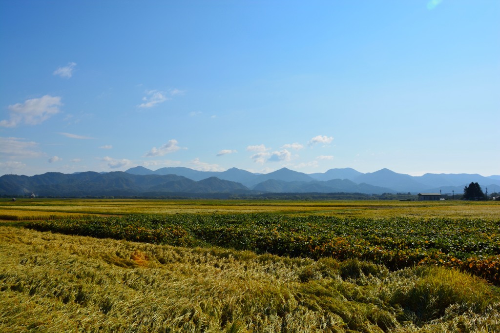 朝日まほろばの秋