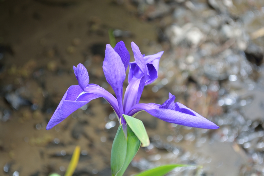 カキツバタ