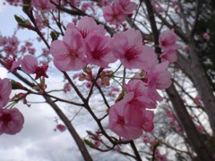 夕方強風陽光桜