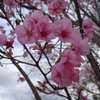 夕方強風陽光桜