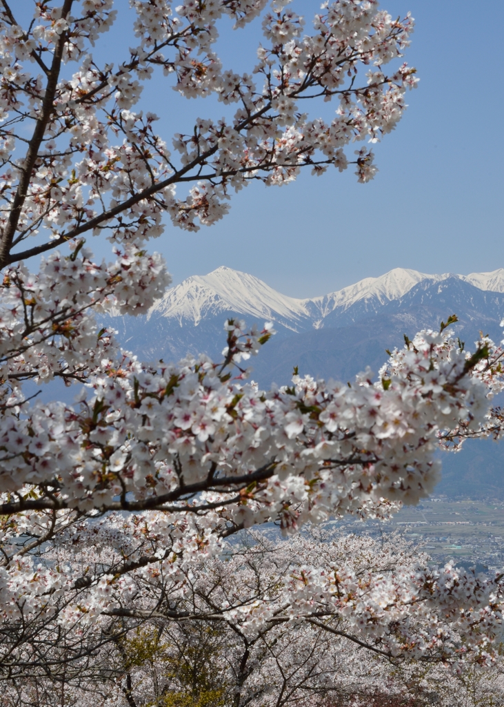 北アルプスと桜