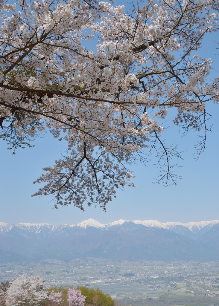 北アルプスと桜