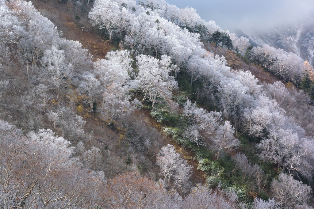 霧氷