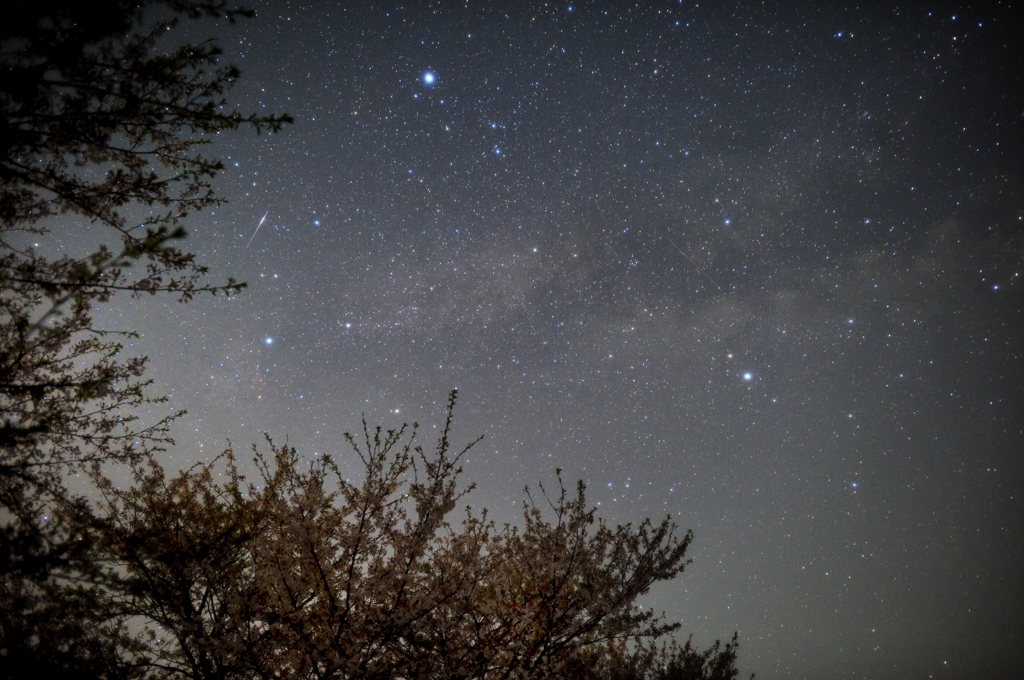 天の川と夜の桜