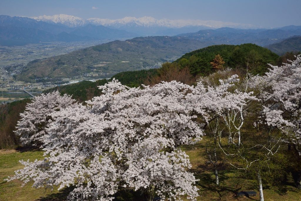 北アルプスと桜