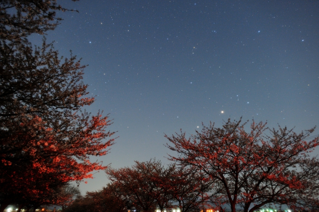 星と桜