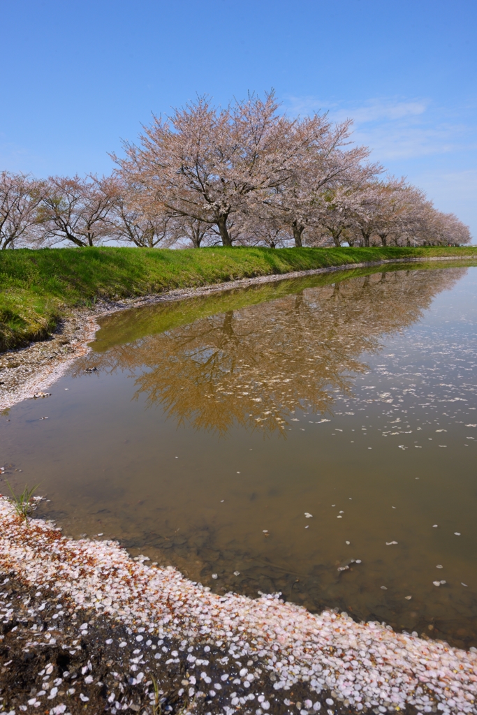 桜・葉の開く頃