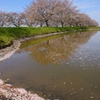 桜・葉の開く頃