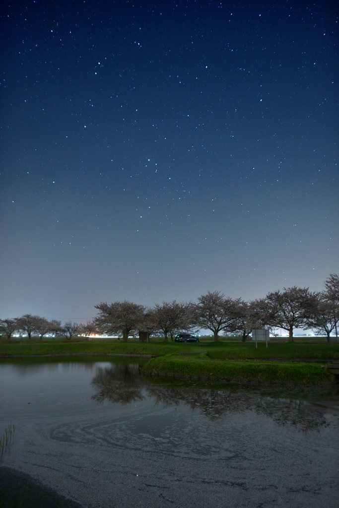 真夜中の観桜会