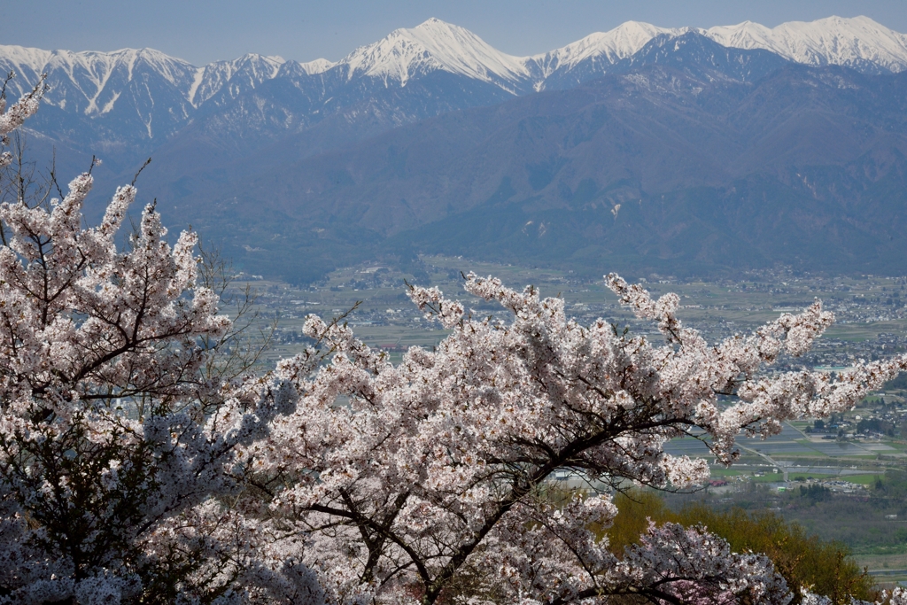 北アルプスと桜