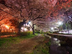 夜桜散歩