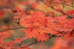 紅葉