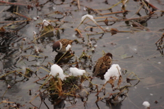 池の上の雀