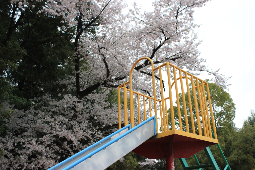 桜とすべり台