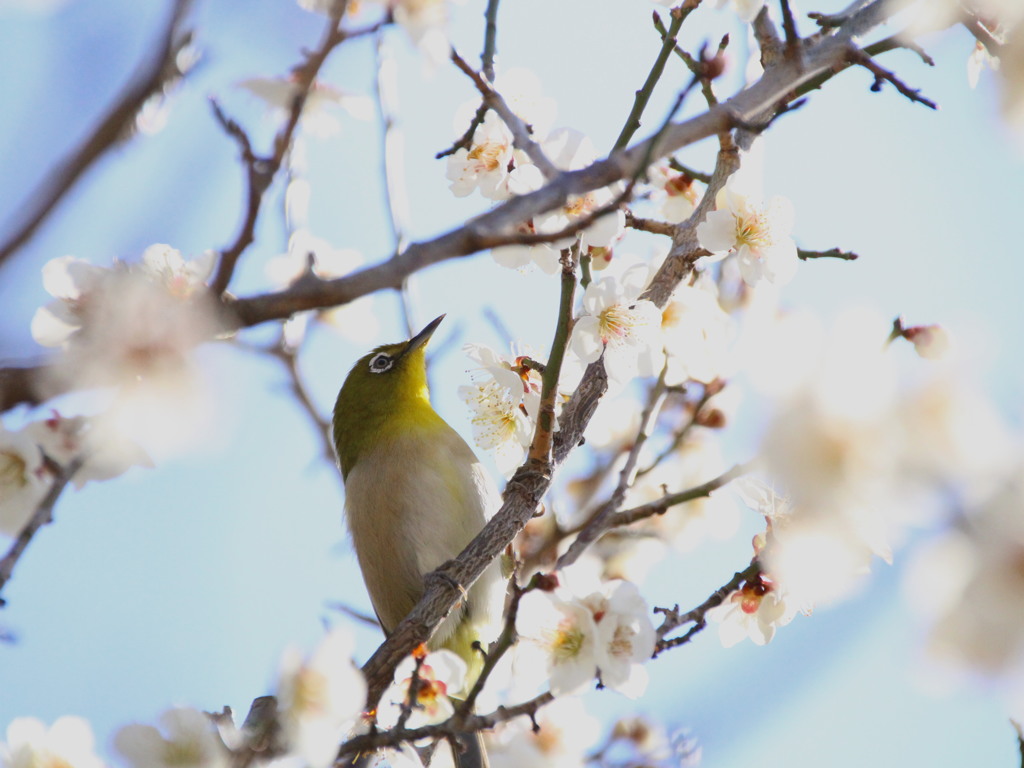 小さな丸い好日