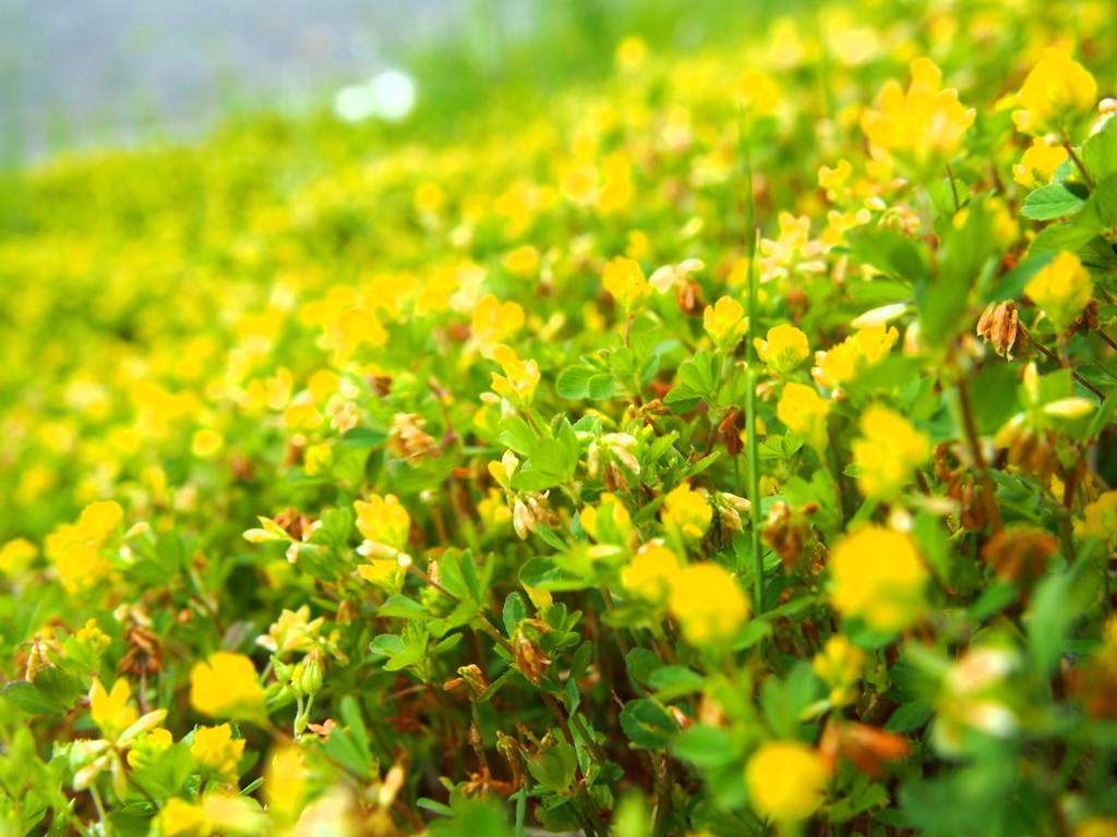 数ｃｍの花畑