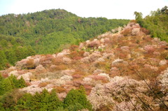 吉野の桜