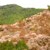 吉野の桜