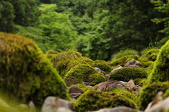 小さな山脈