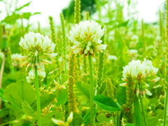 背比べ