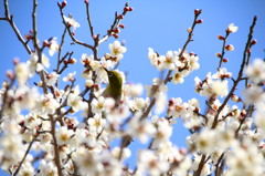 花のにおい