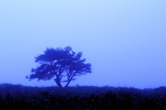 霧の向こうの