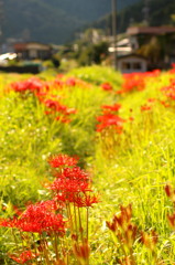 曼珠沙華