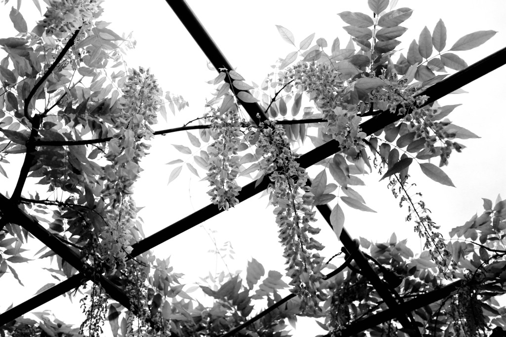 White Light