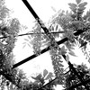 White Light
