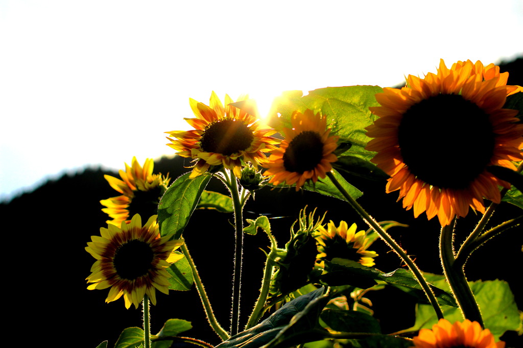 太陽の花びら