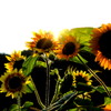 太陽の花びら