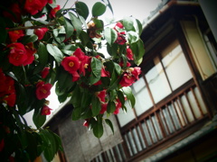 雨宿り中に見つけた風景
