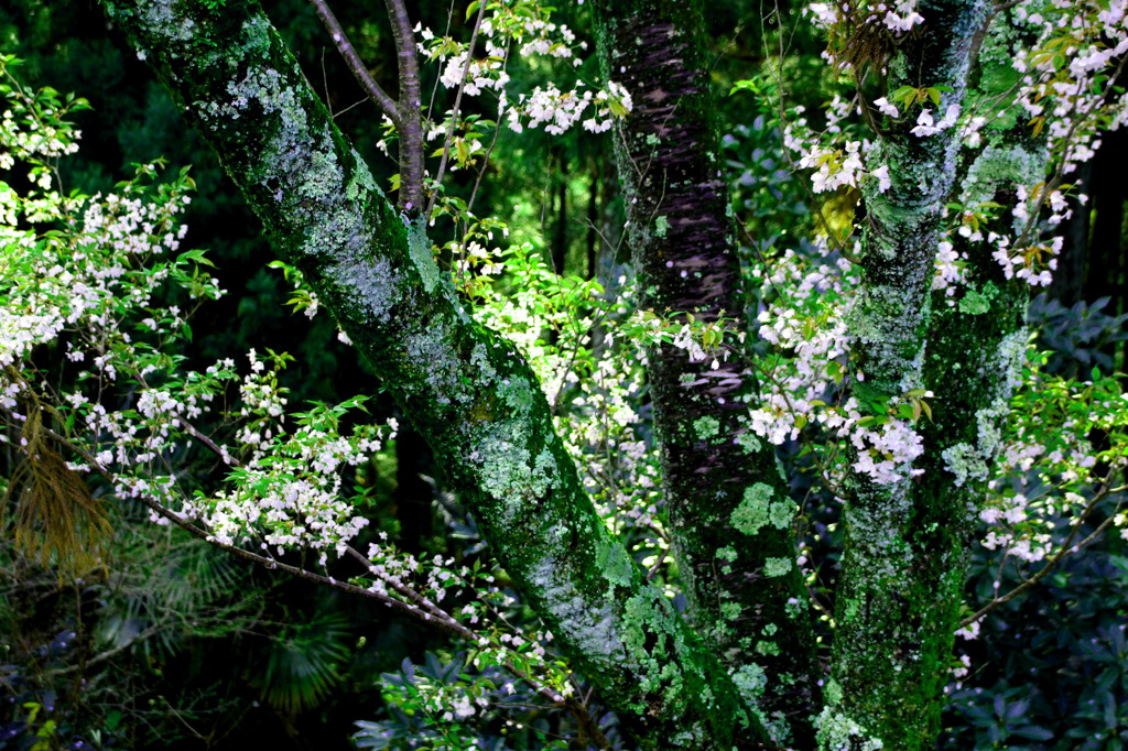 深緑桜