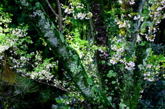 深緑桜