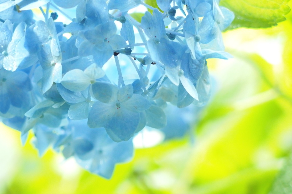 雨上がりの紫陽花