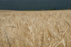 小麦畑１